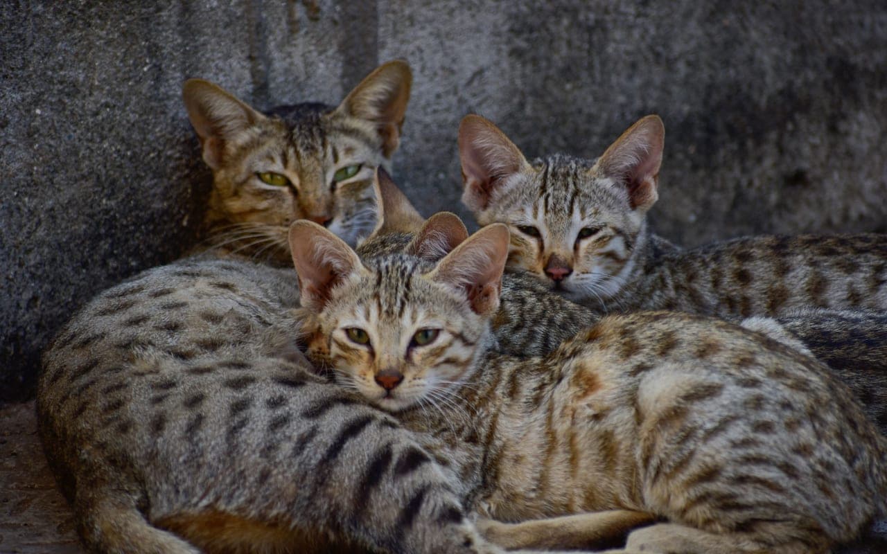 Arabian Mau — photo by Gaurav Pawar (Pexels)