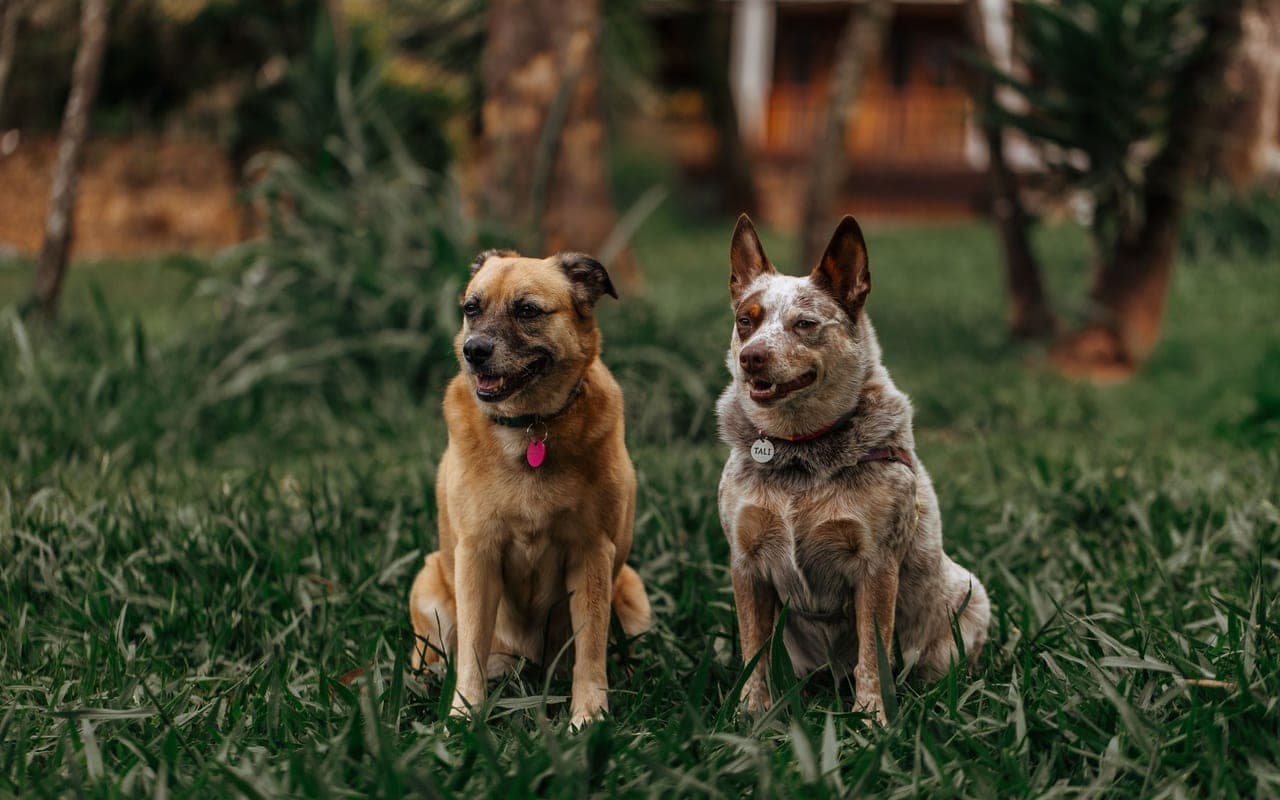 Australian Cattle Dog