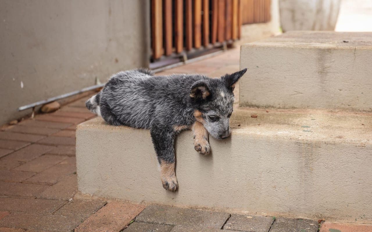 Australian Cattle Dog — photo by Magda Ehlers (Pexels)