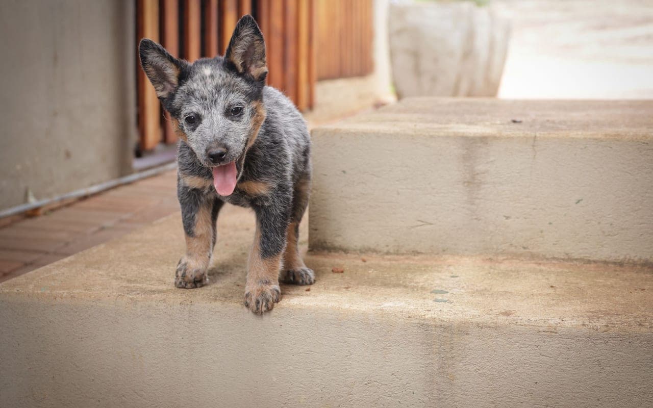 Australian Cattle Dog — photo by Magda Ehlers (Pexels)