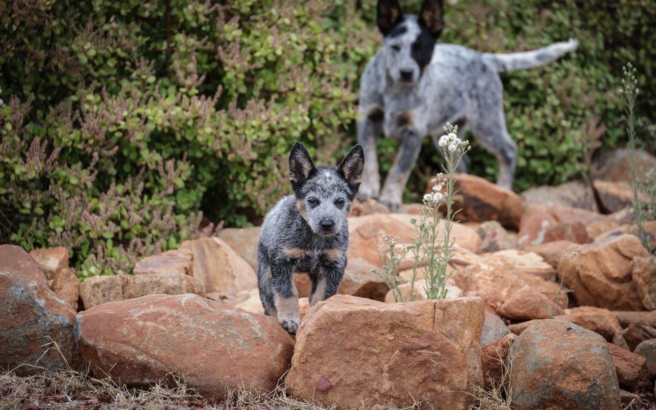 Australian Cattle Dog — photo by Magda Ehlers (Pexels)