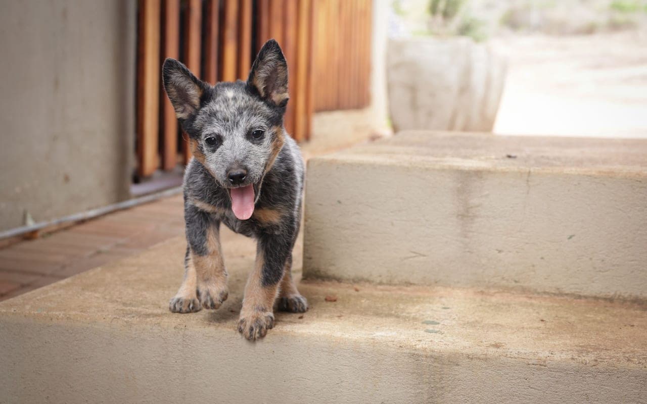 Australian Cattle Dog — photo by Magda Ehlers (Pexels)