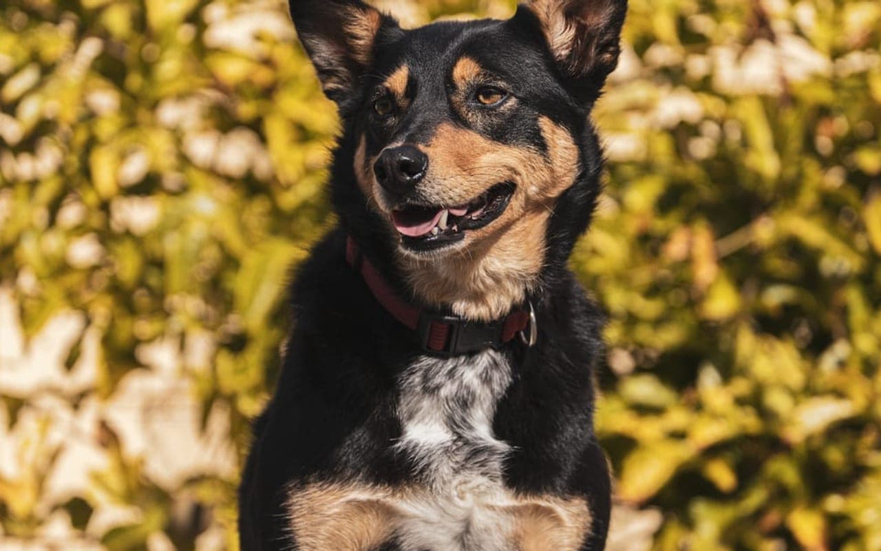 Australian Kelpie — gallery 2