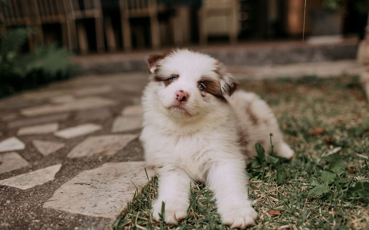 Australian Shepherd dog breed