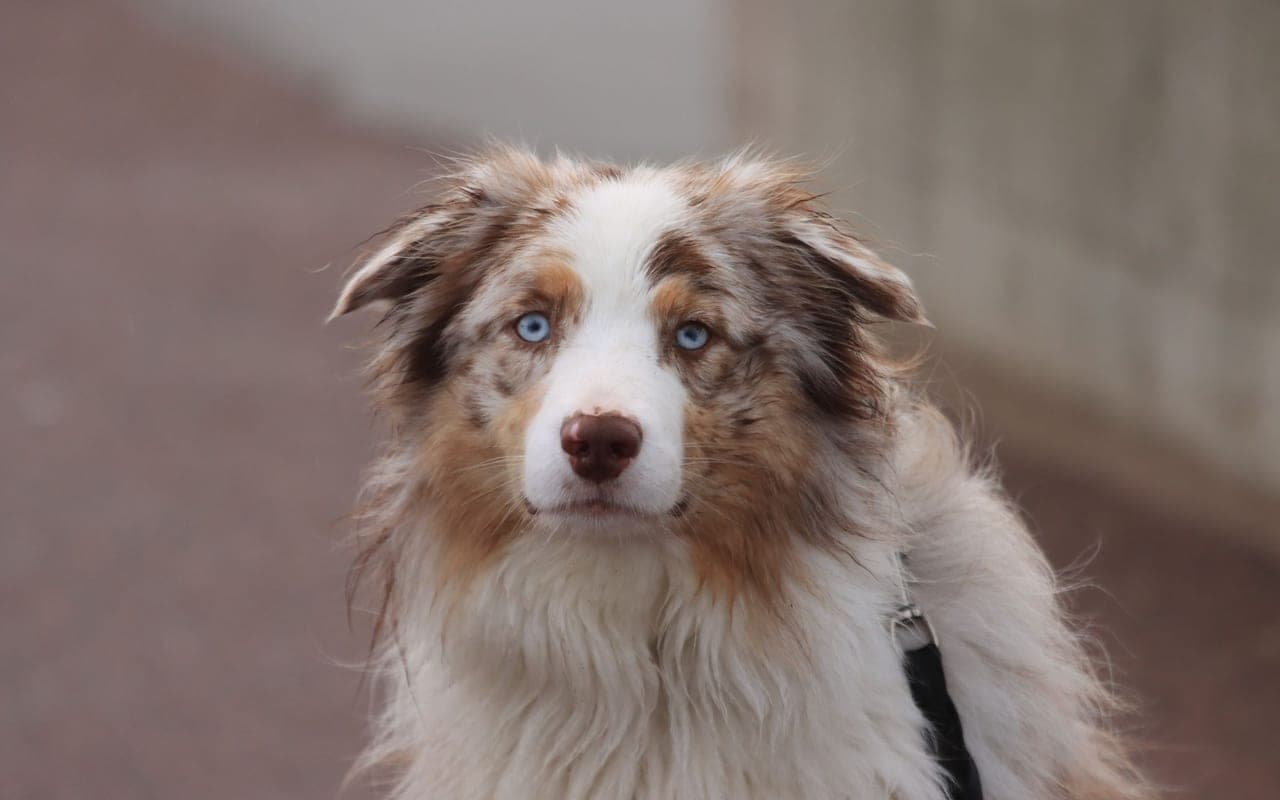 Australian Shepherd — photo by Efrem Efre (Pexels)