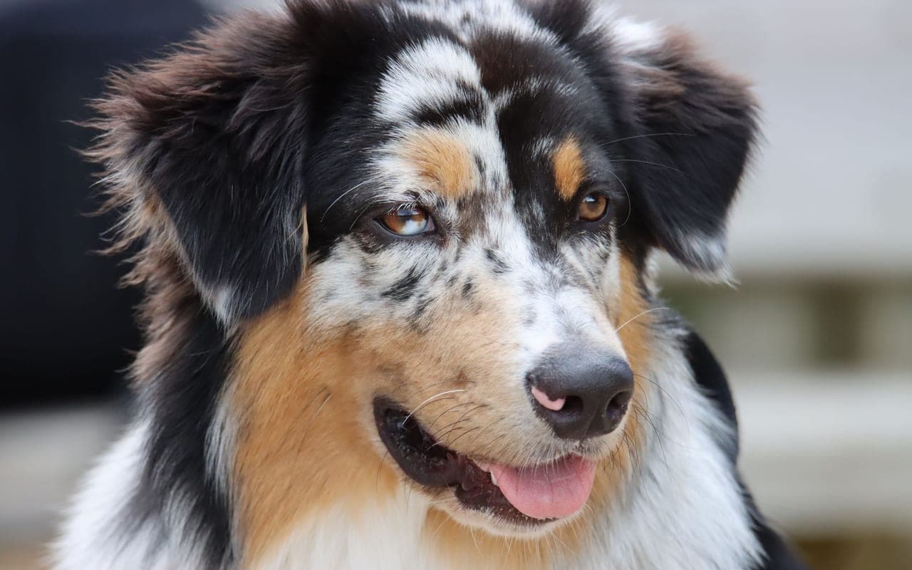 Australian Shepherd — photo by patrice schoefolt (Pexels)