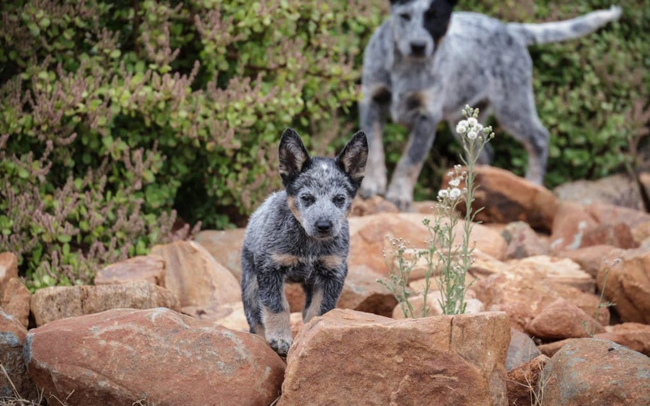 Australian Stumpy Tail Cattle Dog dog breed portrait