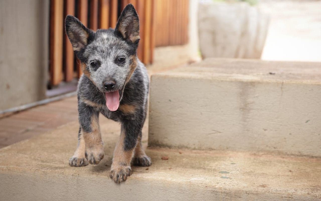 Australian Stumpy Tail Cattle Dog — gallery 2