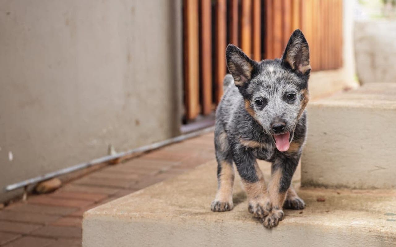 Australian Stumpy Tail Cattle Dog — gallery 3