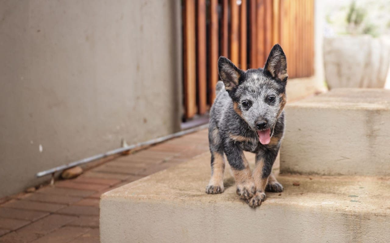 Australian Stumpy Tail Cattle Dog — photo by Magda Ehlers (Pexels)