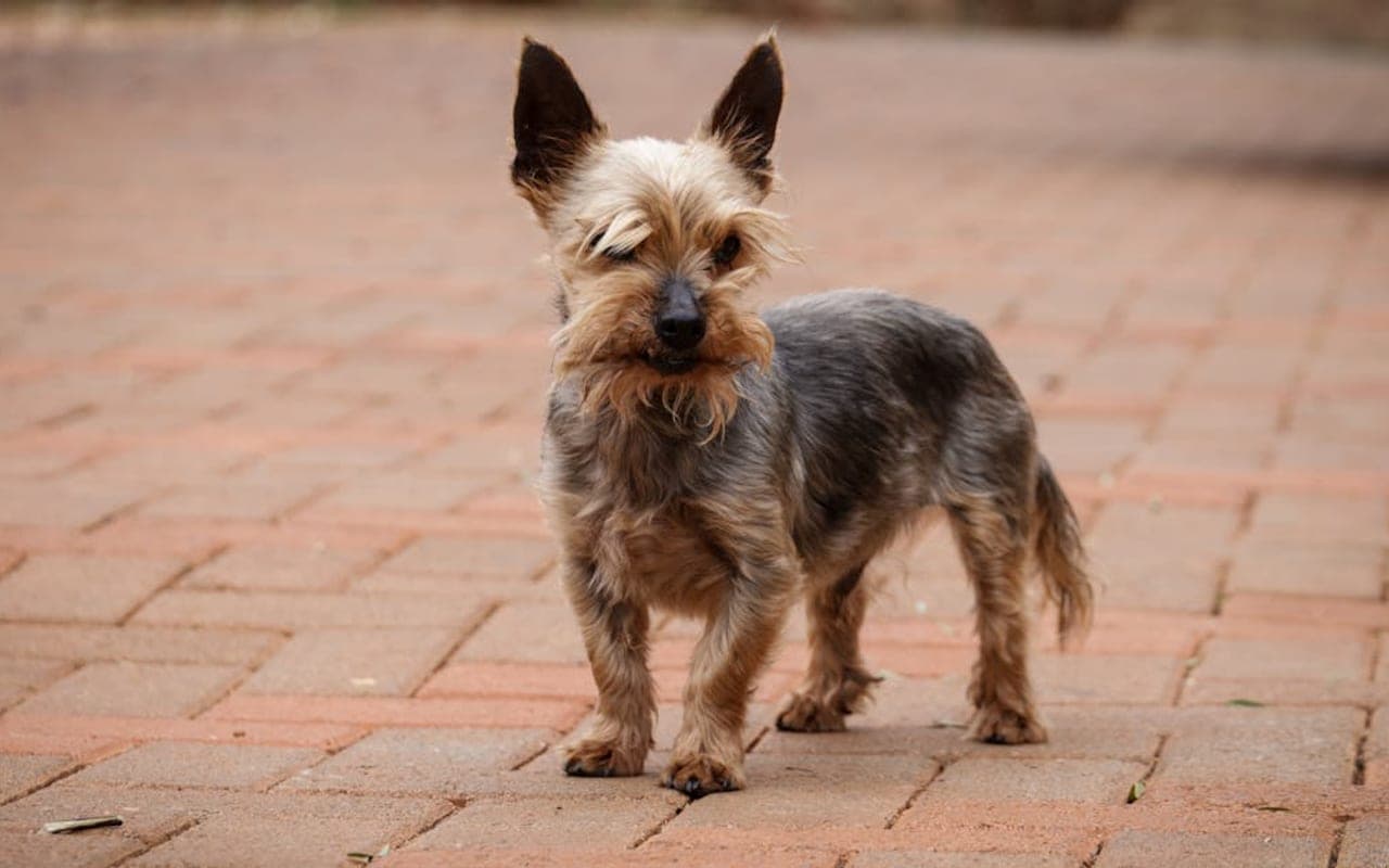 Australian Terrier — gallery 2