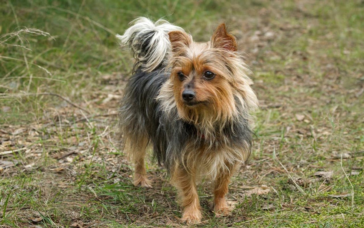 Australian Terrier — gallery 3