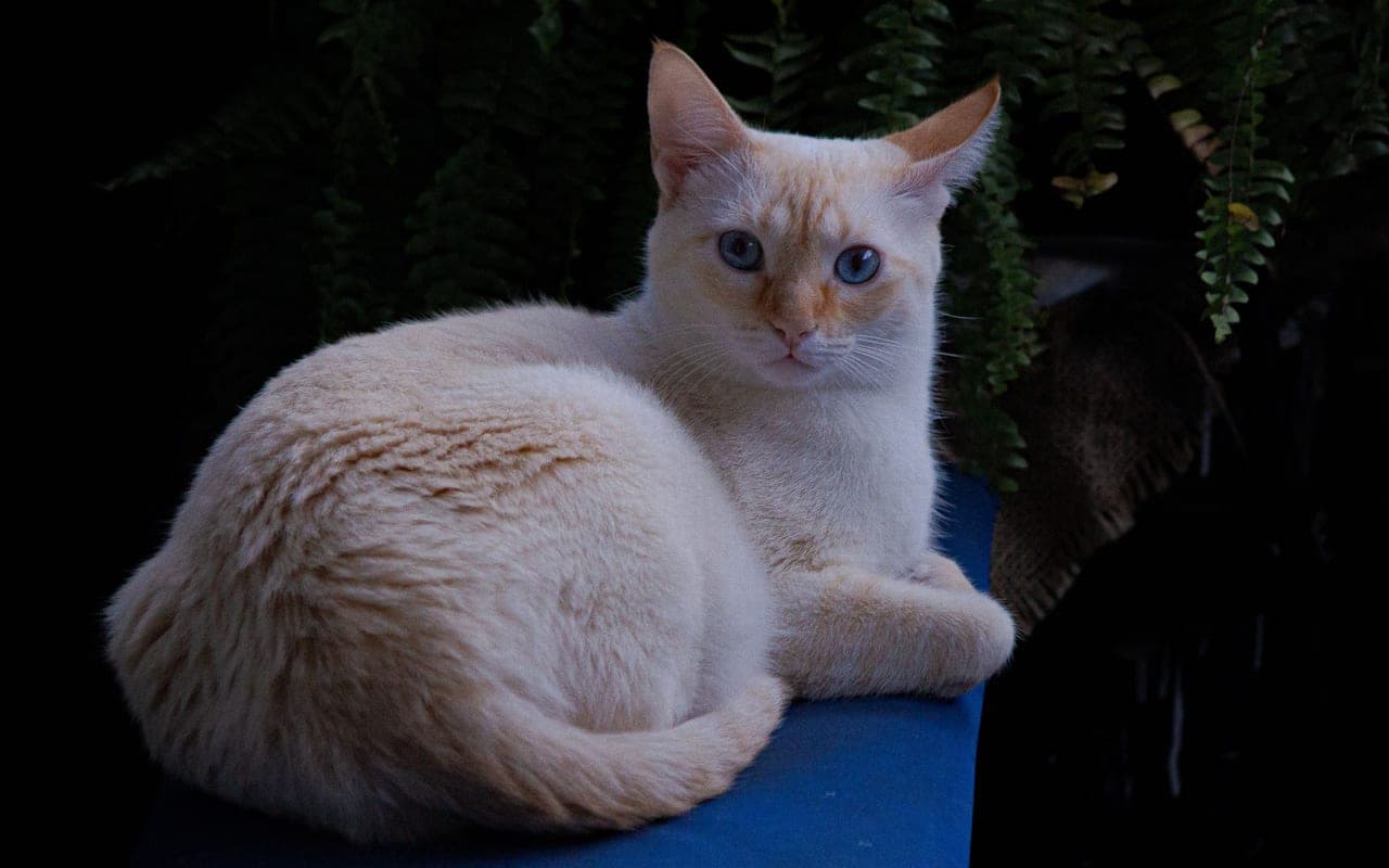 Balinese cat breed portrait