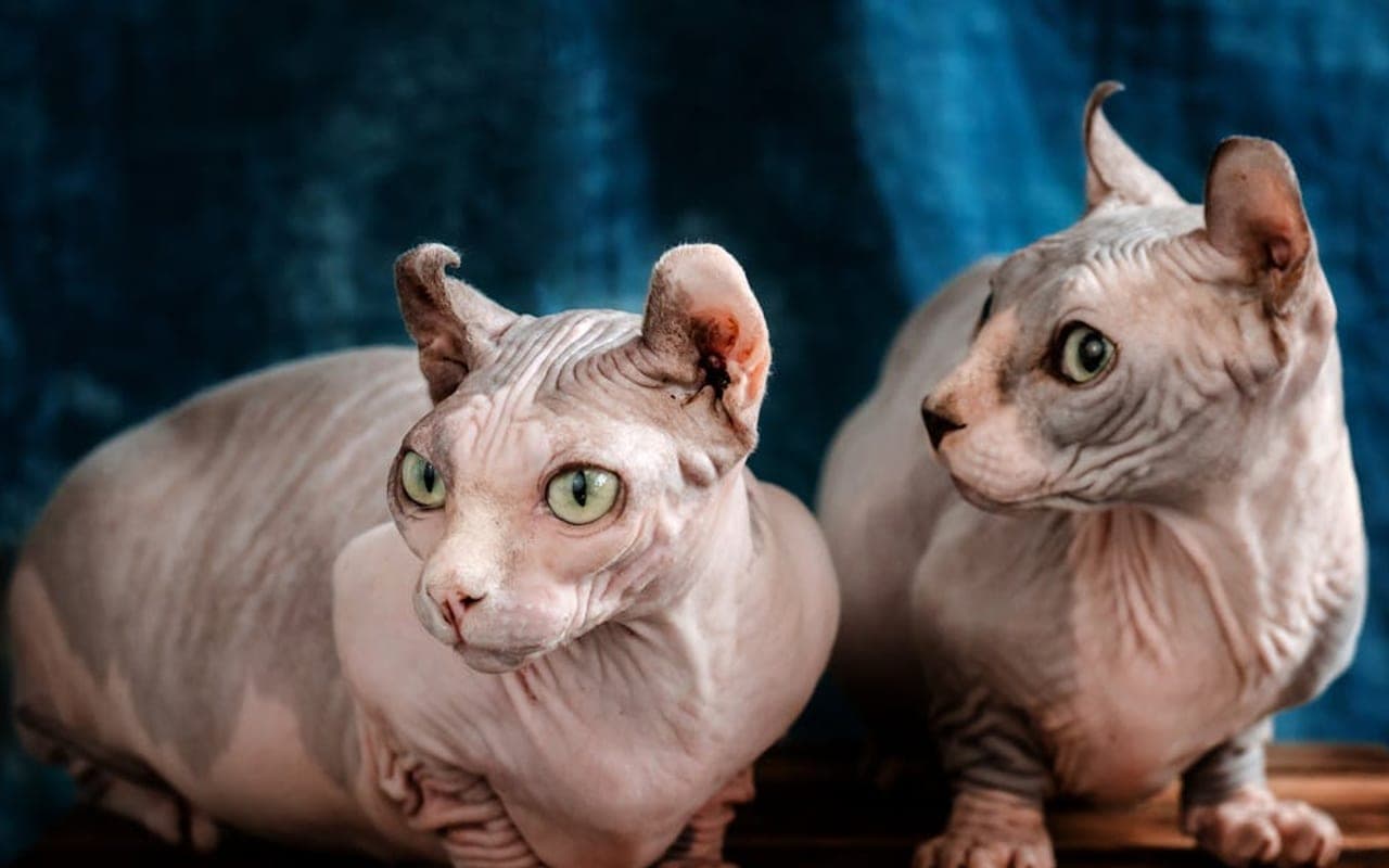 Bambino cat breed