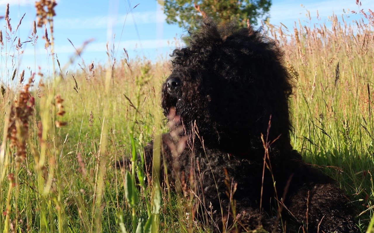 Barbet — photo by Ilze Ļihačova (Pexels)