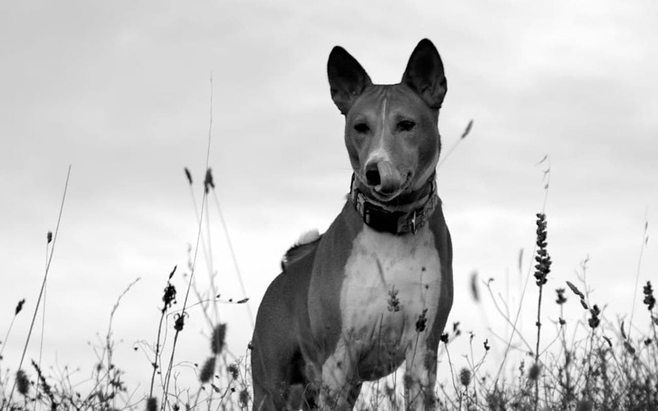 Basenji dog breed portrait