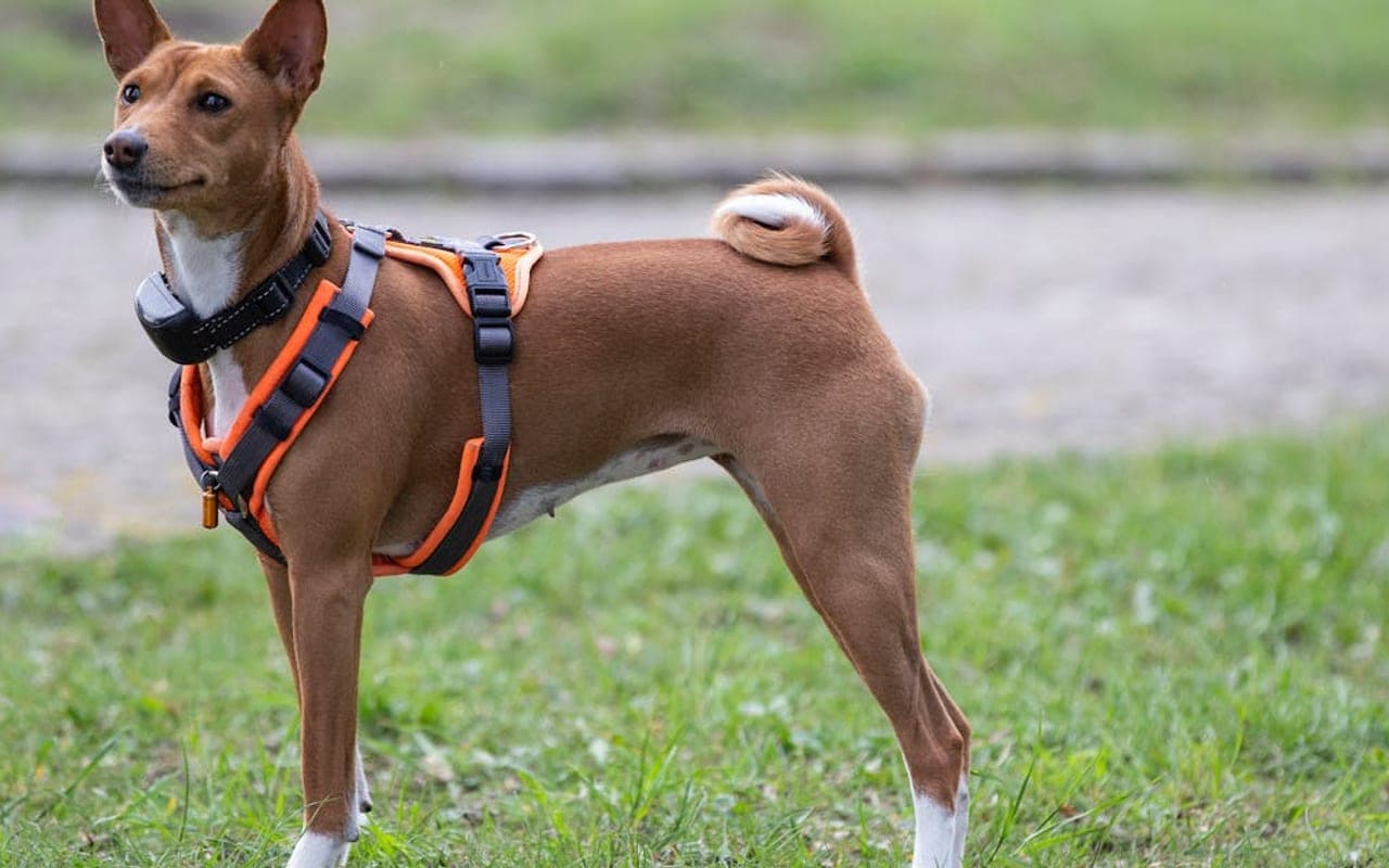 Basenji — gallery 2