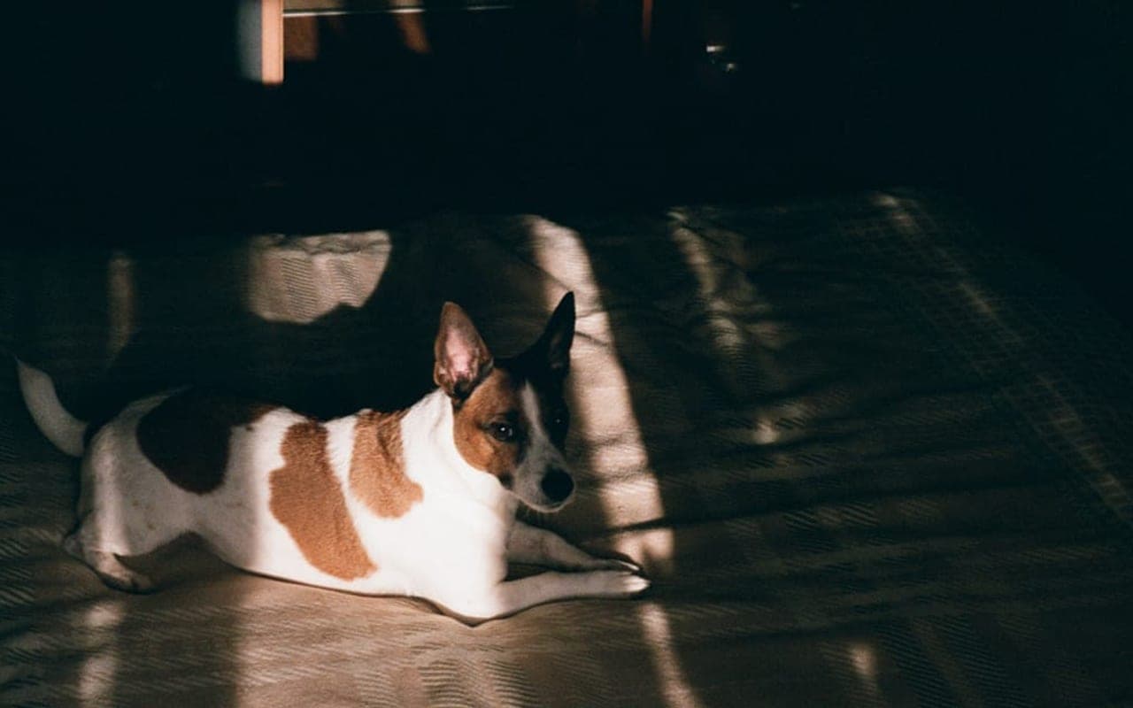 Basenji — gallery 3