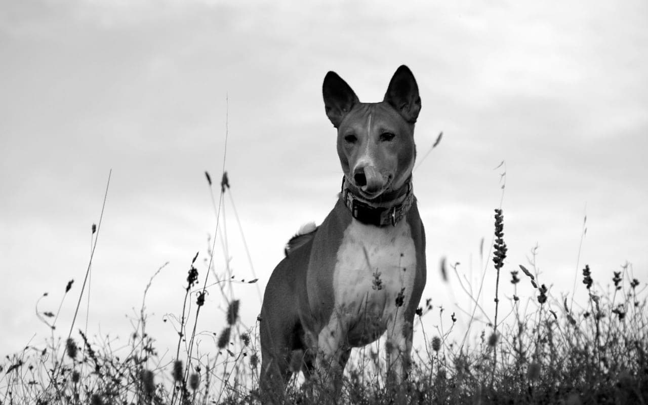 Basenji — photo by AlexBoxofDreams (Pexels)