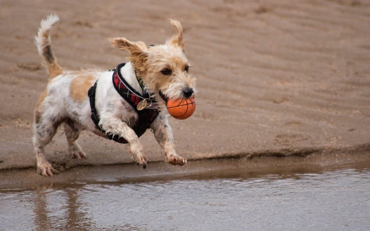Basset Fauve de Bretagne