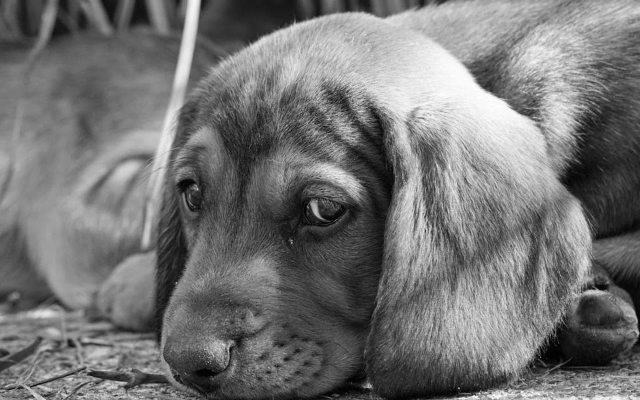 Basset Fauve de Bretagne — gallery 2