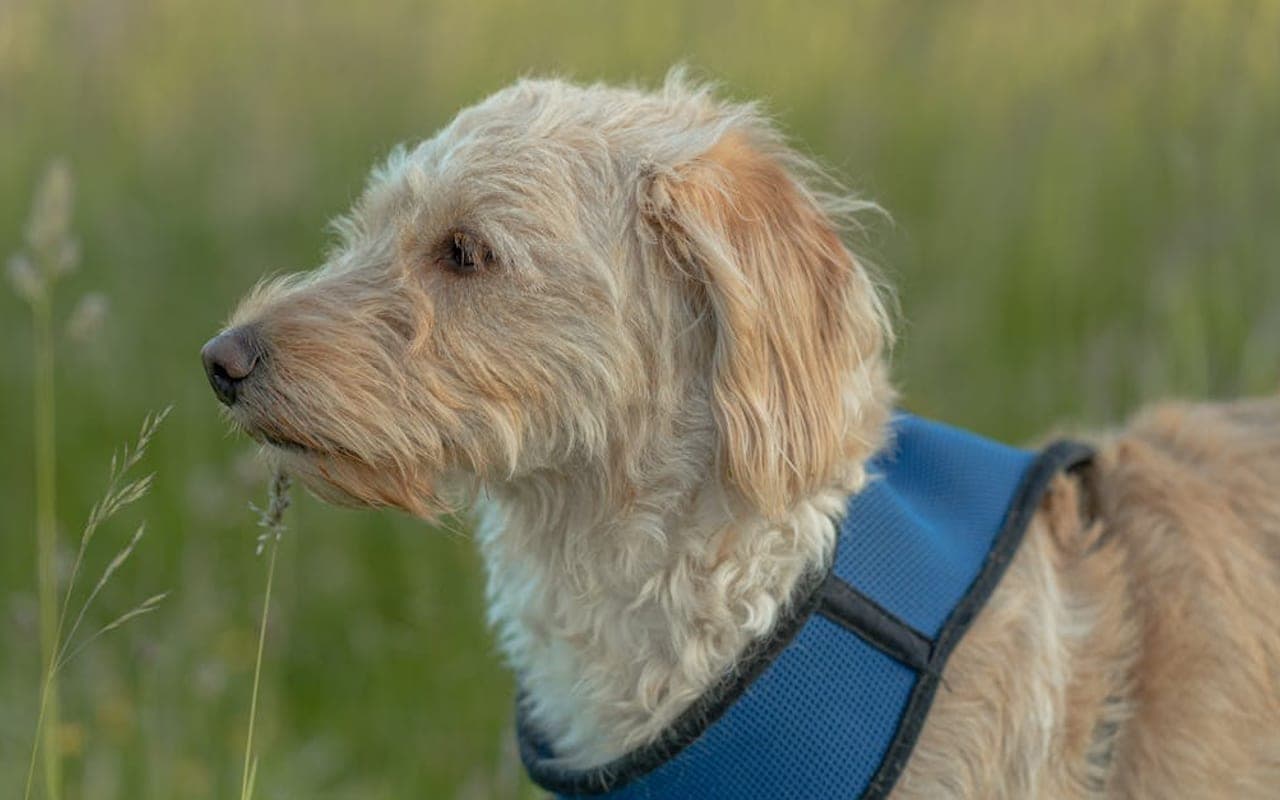Basset Fauve de Bretagne — gallery 3