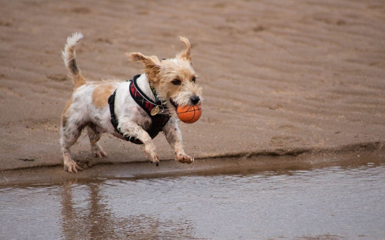 Basset Fauve de Bretagne — photo by Harvey Ashwin (Pexels)