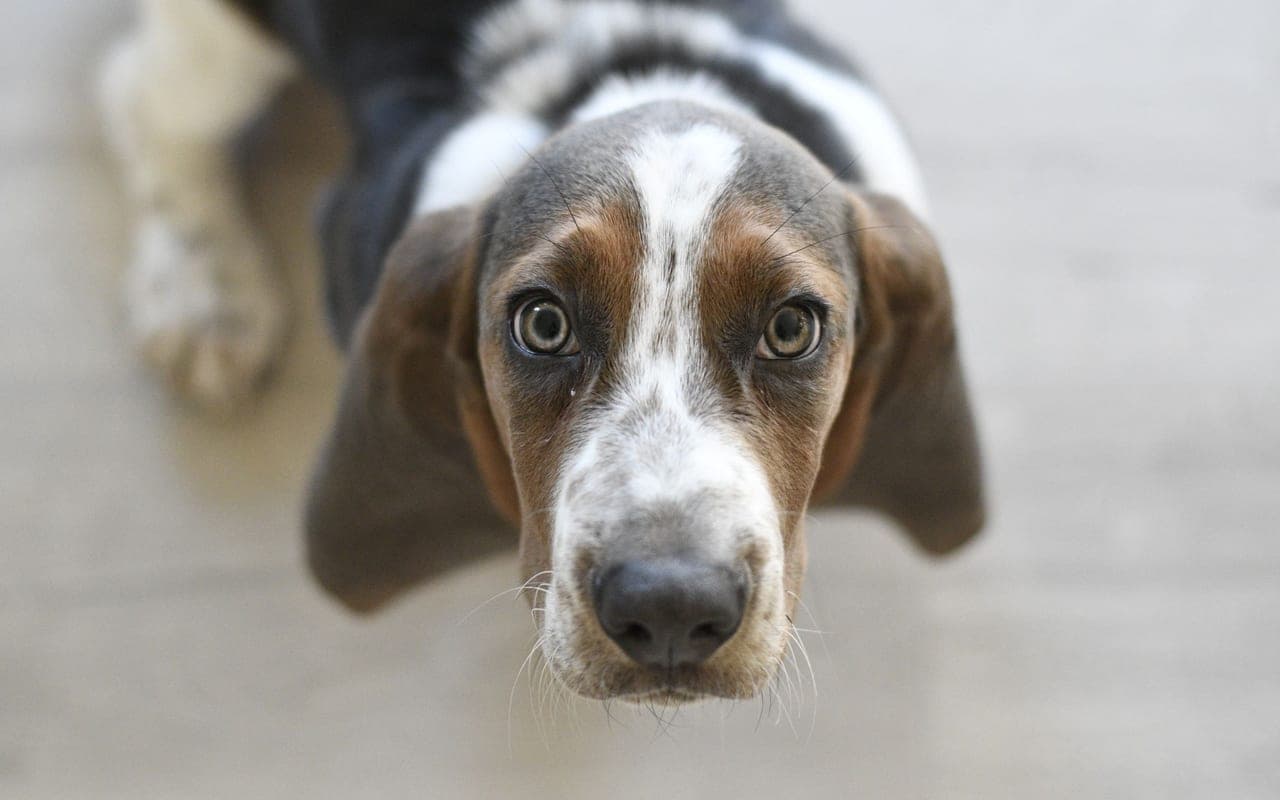 Basset Hound dog breed