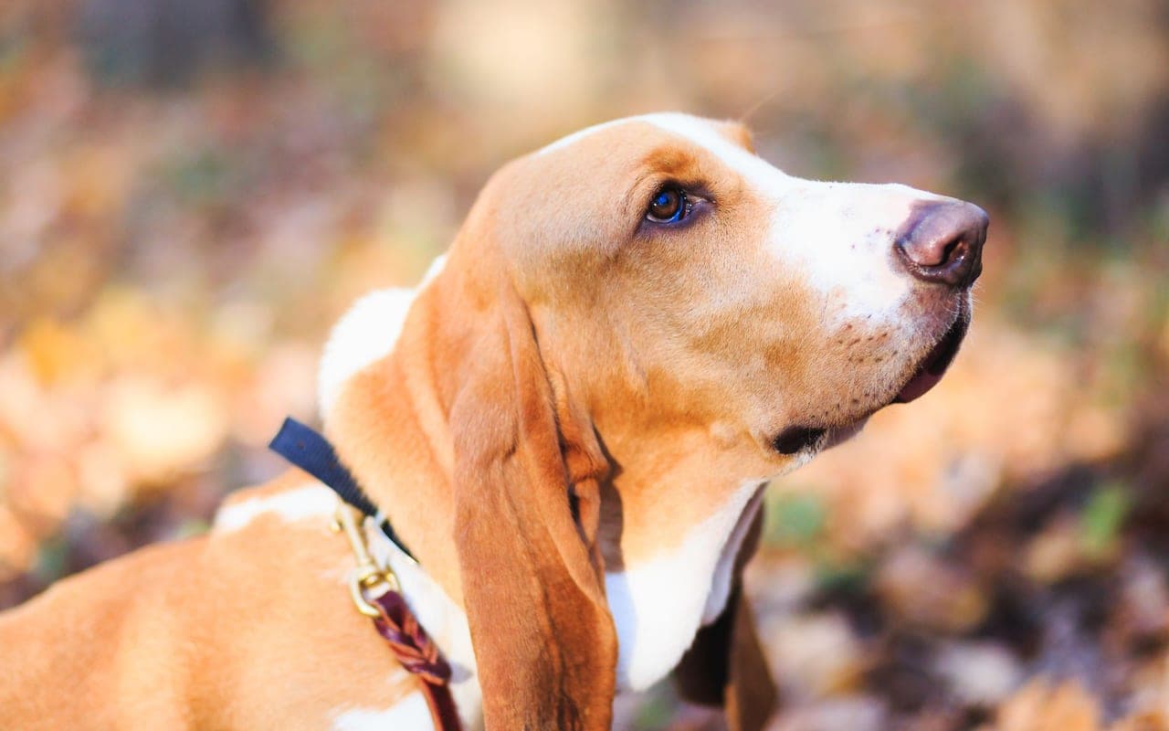 Basset Hound — photo by Michael Morse (Pexels)