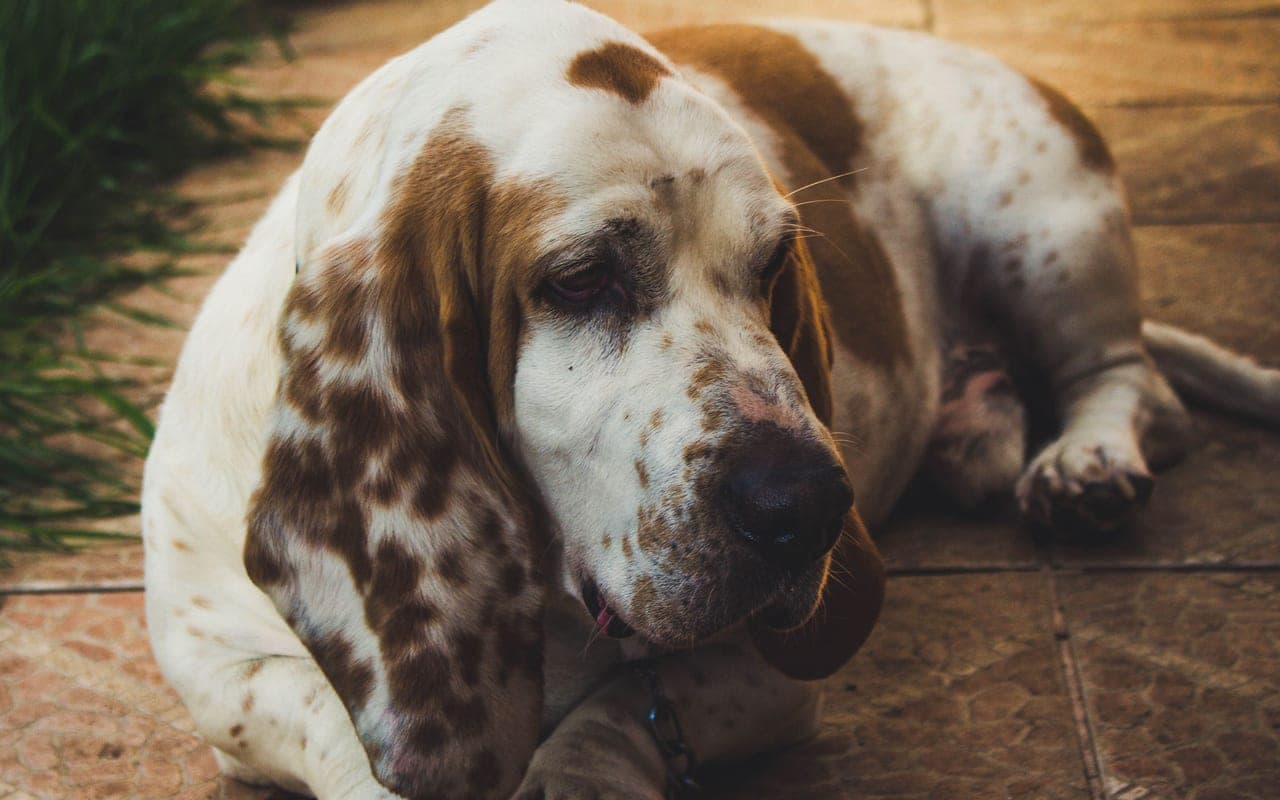 Basset Hound — photo by Maximiliano I. Pinilla A. (Pexels)