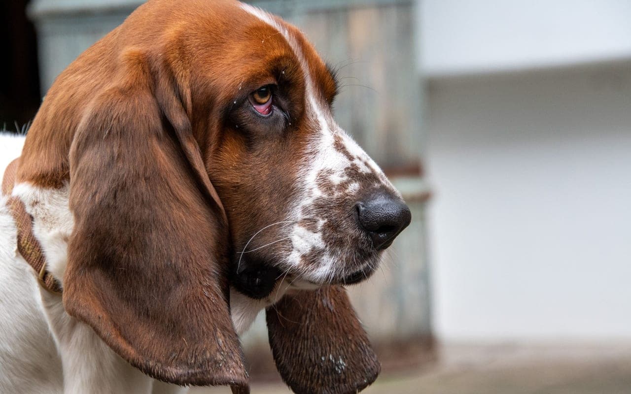 Basset Hound — photo by Fred dendoktoor (Pexels)