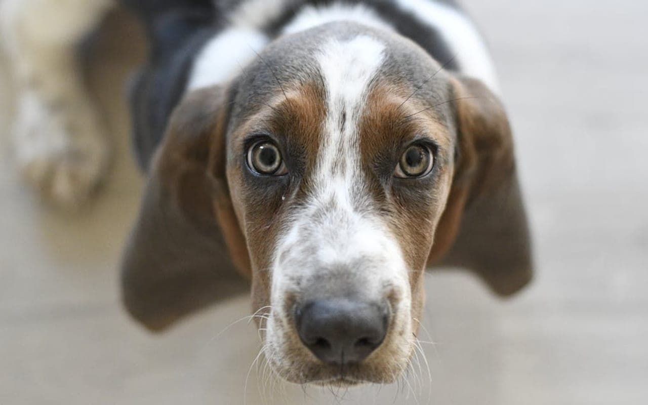 Basset Hound — gallery 5