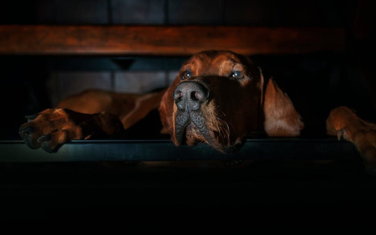 Bavarian Mountain Scent Hound