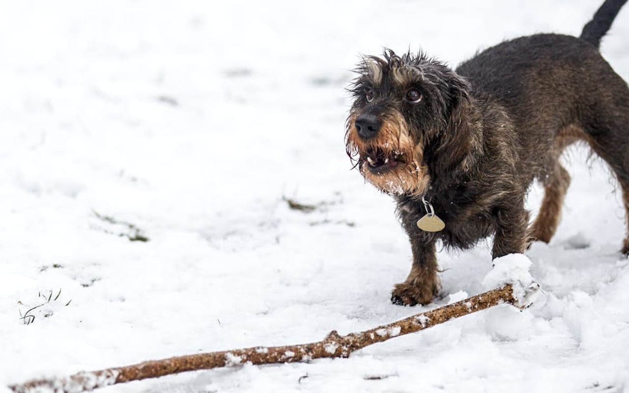 Bavarian Mountain Scent Hound — gallery 3