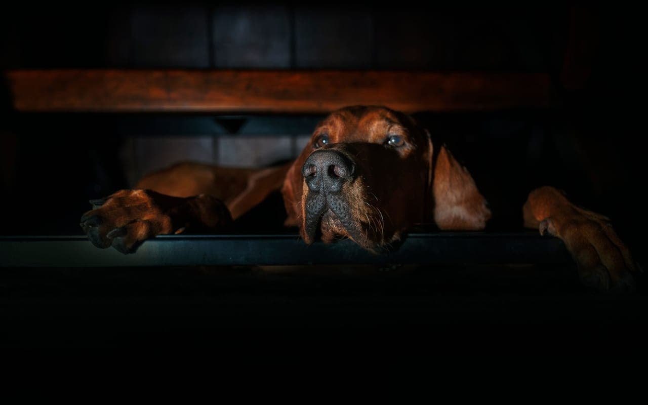 Bavarian Mountain Scent Hound — photo by Esther kowanda (Pexels)