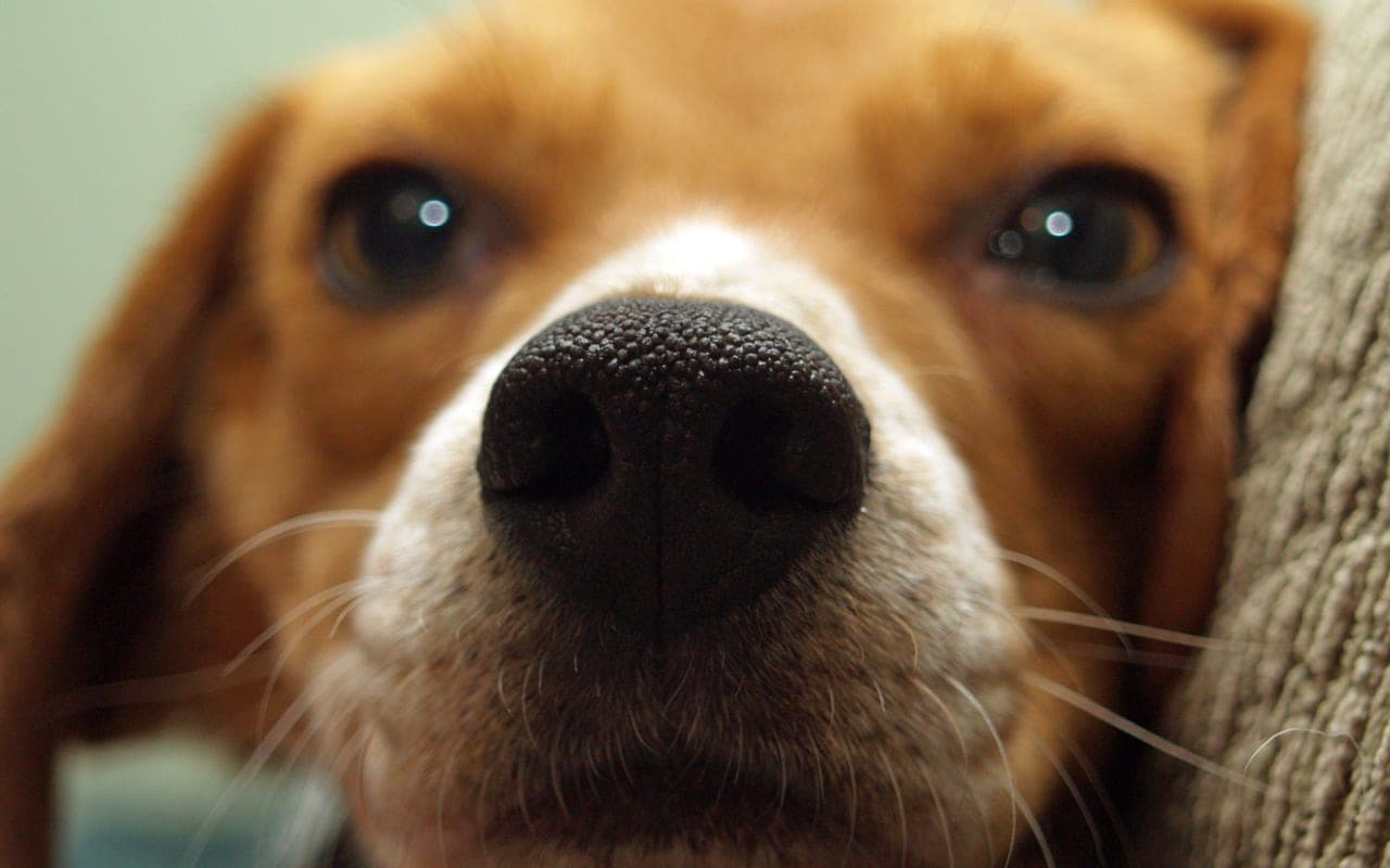 Beagle dog breed