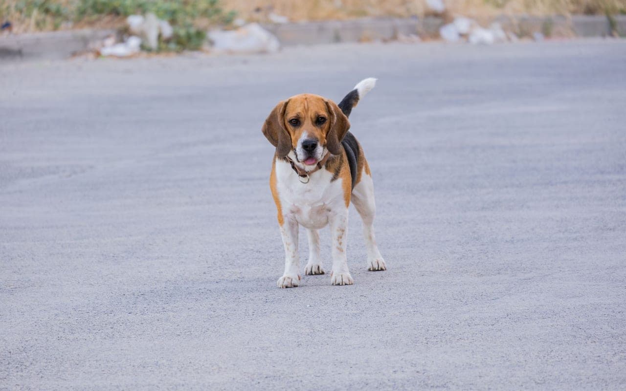 Beagle — photo by Doğan Alpaslan Demir (Pexels)