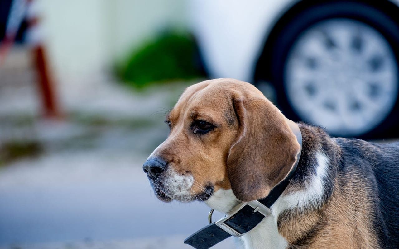 Beagle — photo by Doğan Alpaslan Demir (Pexels)