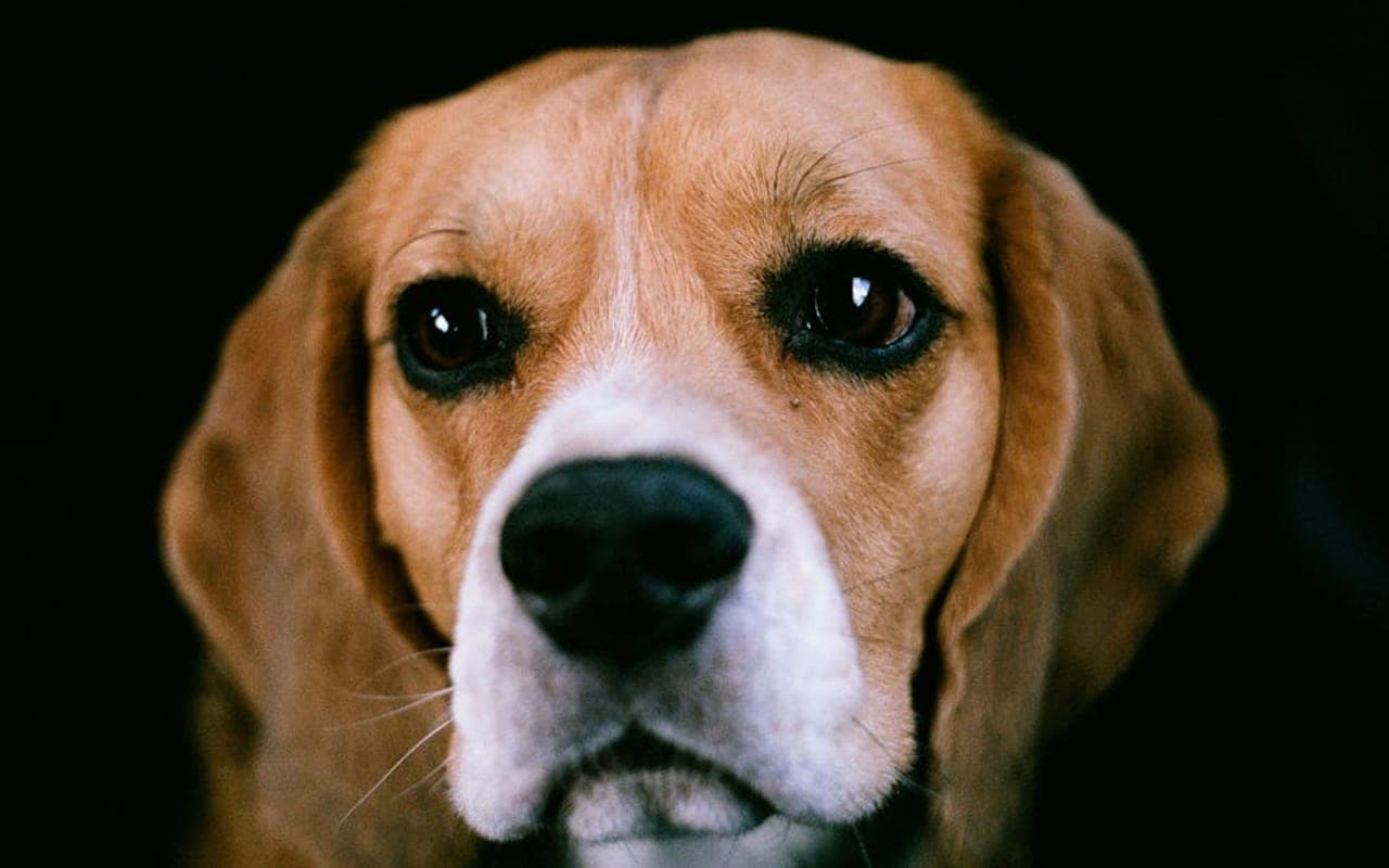 Beagle — gallery 4