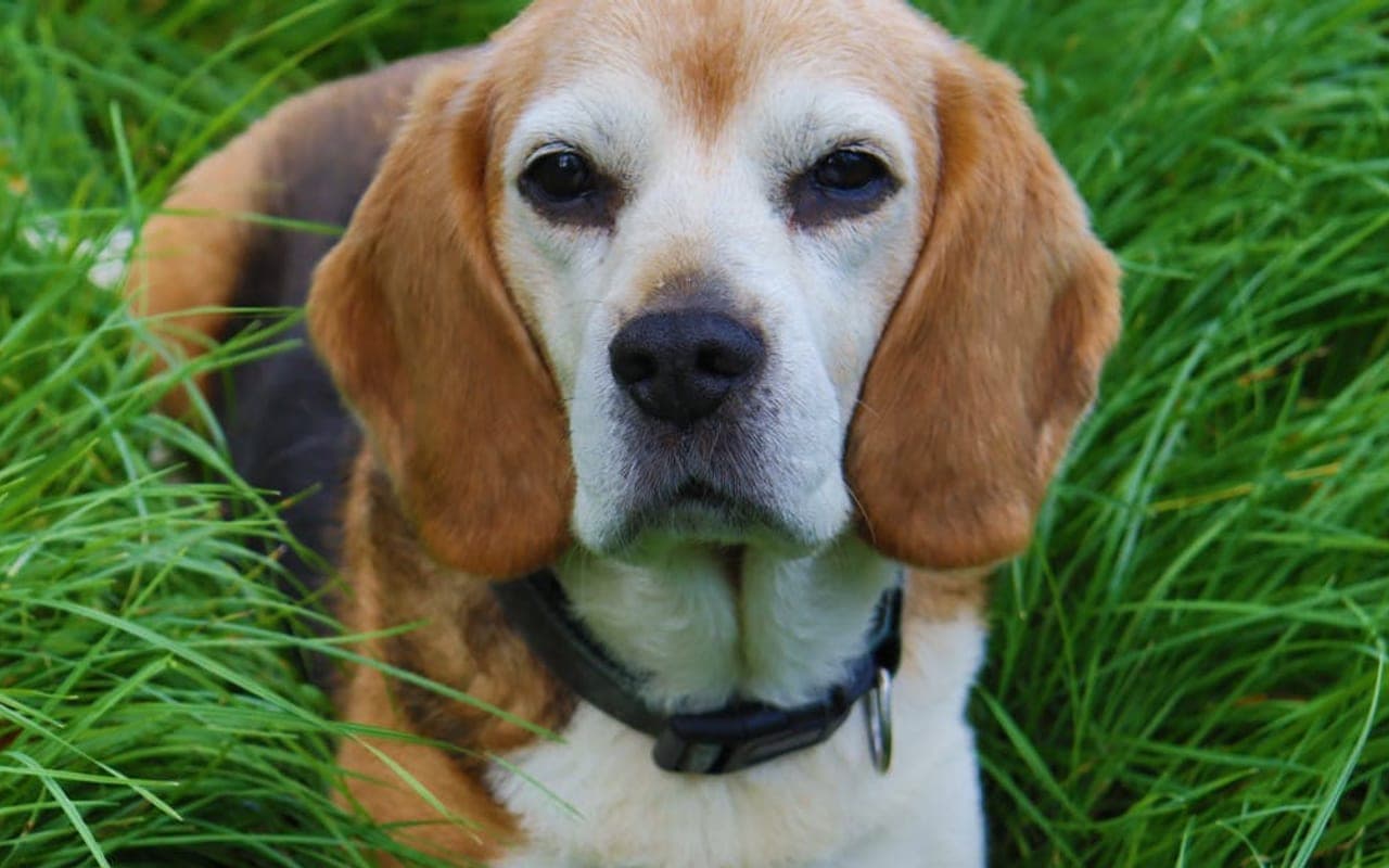 Beagle — gallery 5
