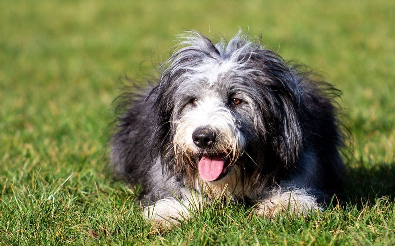 Bearded Collie dog breed portrait