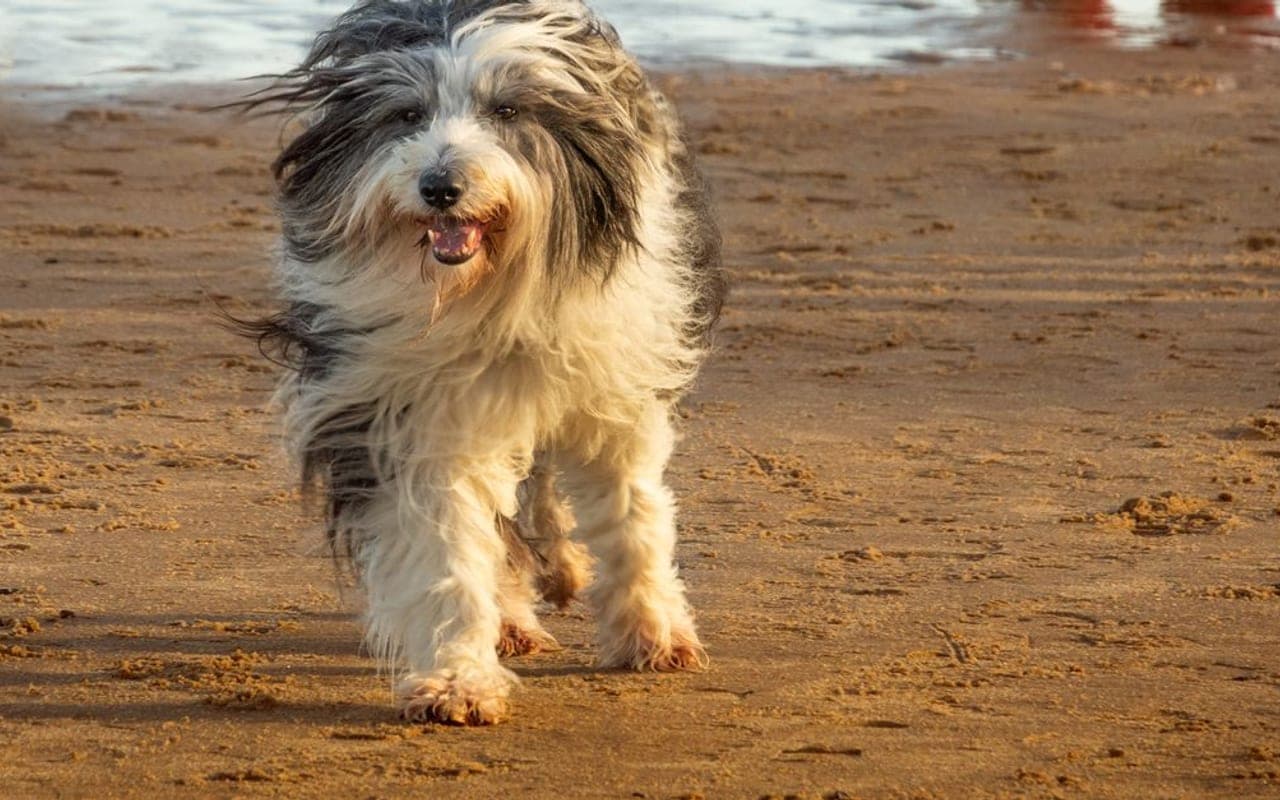 Bearded Collie — gallery 2