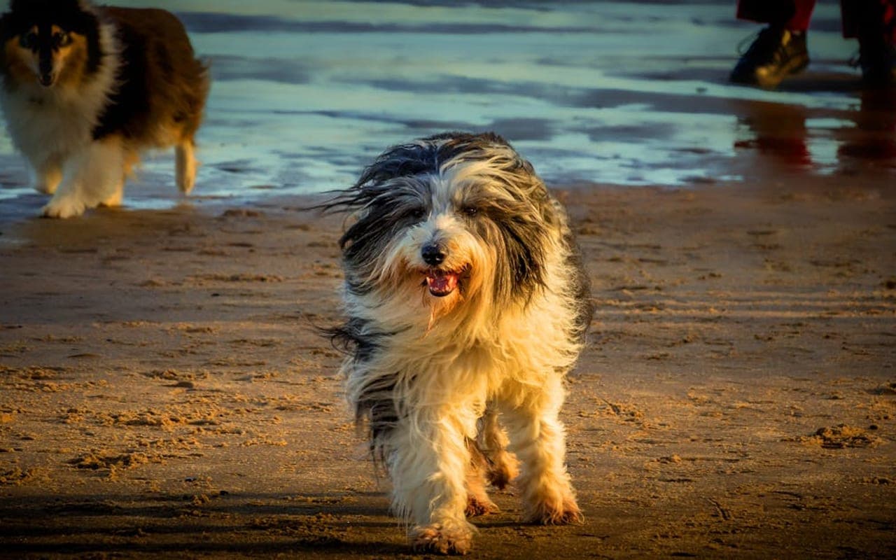 Bearded Collie — gallery 3