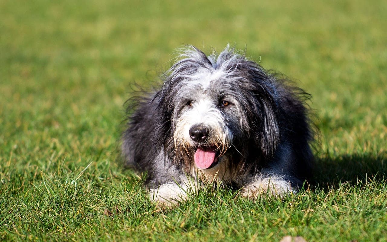 Bearded Collie — photo by David Atkins (Pexels)