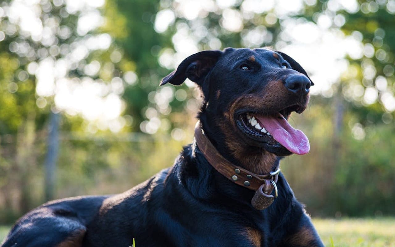 Beauceron dog breed portrait