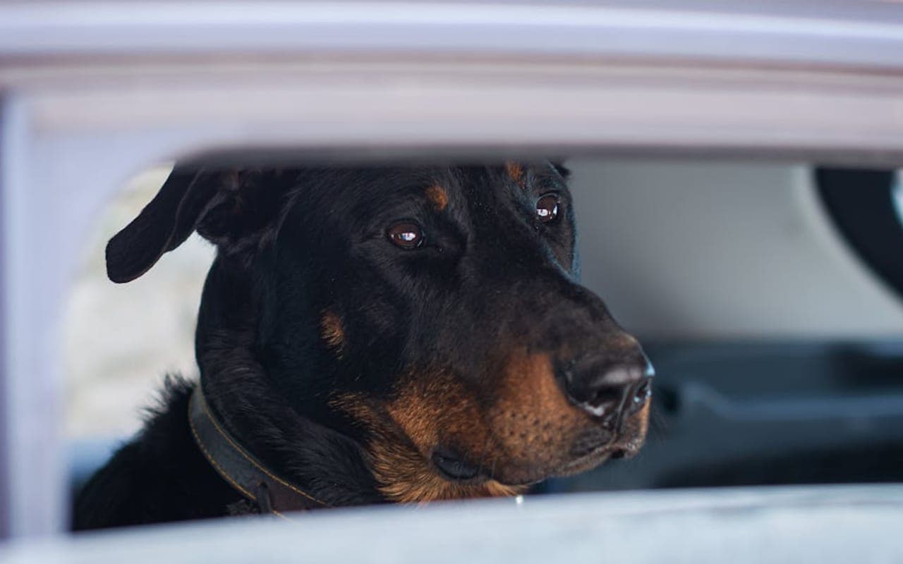 Beauceron — gallery 2