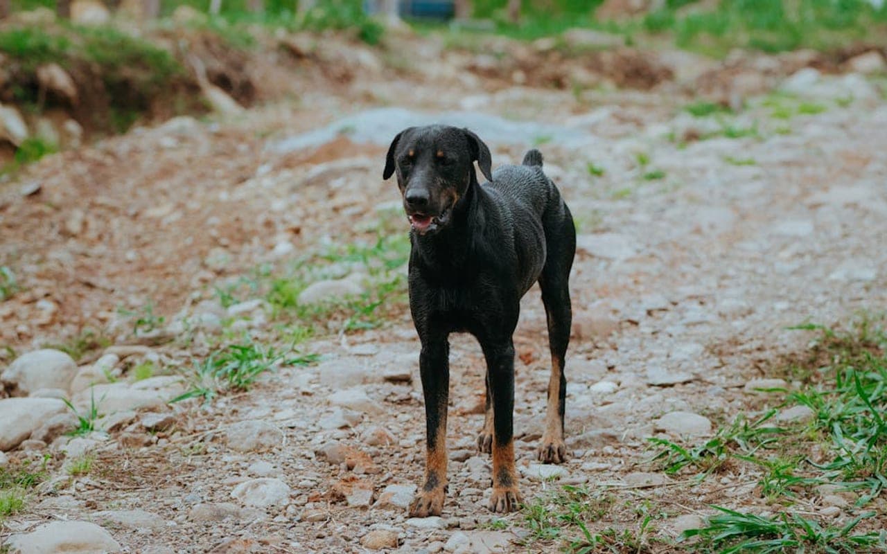 Beauceron — gallery 3