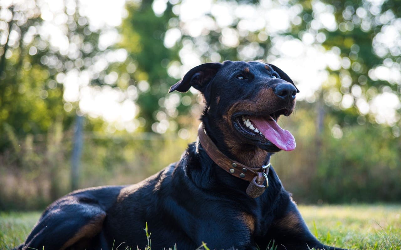 Beauceron — photo by jordan besson (Pexels)