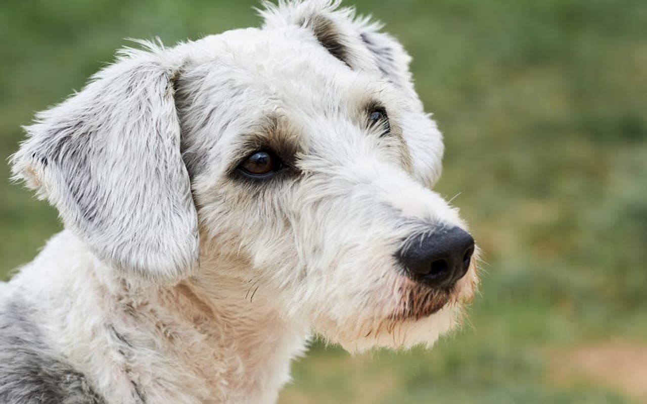 Bedlington Terrier — gallery 3