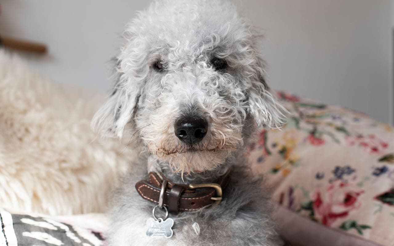 Bedlington Terrier — photo by Jean-Paul Wright (Pexels)